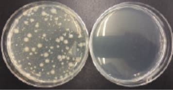 1）大腸菌（左：非稼働 / 右：稼働）