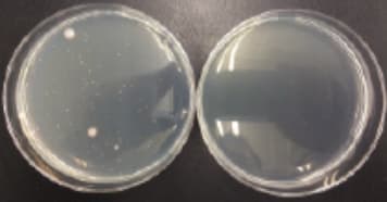 3）緑膿菌（左：非稼働 / 右：稼働）